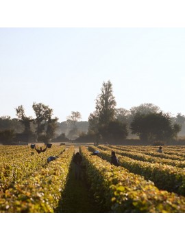 Château d'Alix vignoble